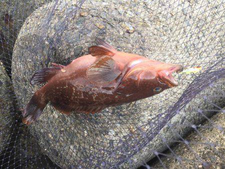 デイシーバス好調^_^