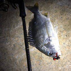 ド干潮キビレ！