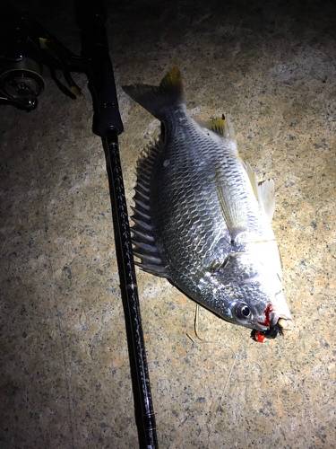 ド干潮キビレ！