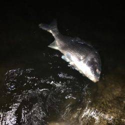 淀川ブリームゲーム 久々の40up