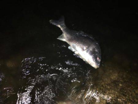 淀川ブリームゲーム 久々の40up