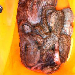 やっとホームで