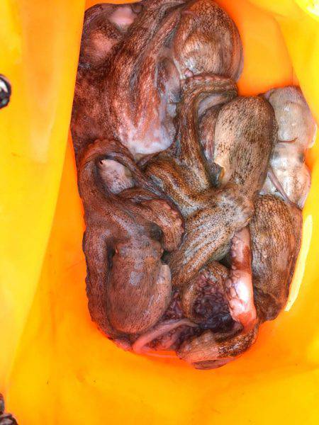 やっとホームで