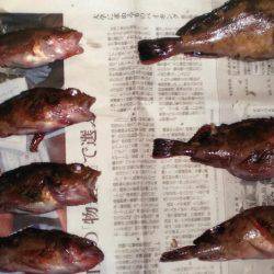 コブダイ狙いがガシラのみ