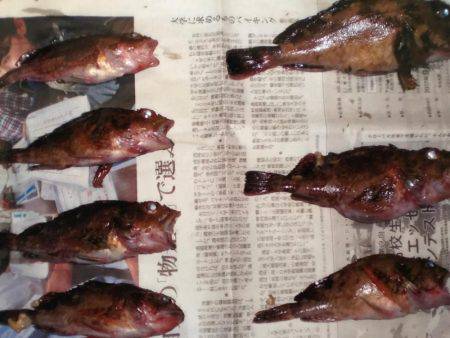 コブダイ狙いがガシラのみ