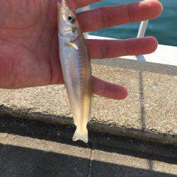 久しぶりのチヌ