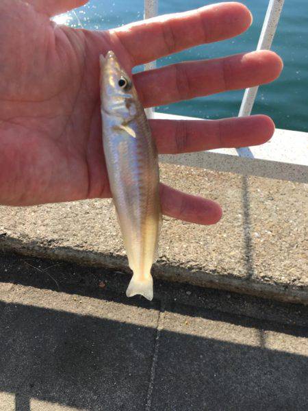 久しぶりのチヌ