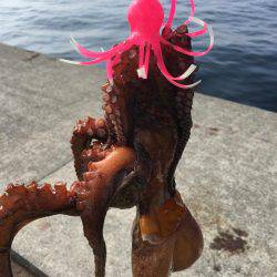 ポーアイ沖堤でツバスとタコ大漁！