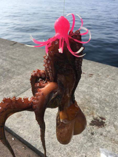 ポーアイ沖堤でツバスとタコ大漁！