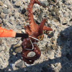 暑いけどタコ。