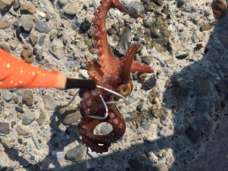 暑いけどタコ。