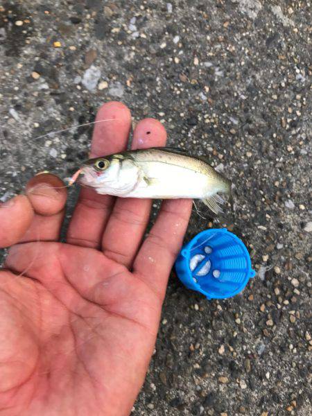 四日市港inサビキ