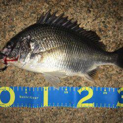 淀川ブリームゲーム シーバスタックル