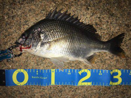 淀川ブリームゲーム シーバスタックル