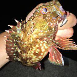 ワームでガシラ