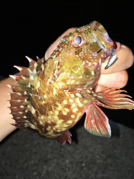 ワームでガシラ