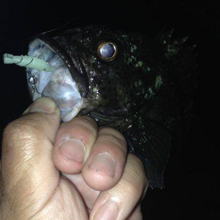 垂水漁港！！ガシリング