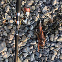 大里松原海岸 メタルジグでタコ2匹！？