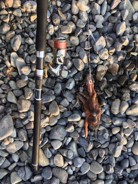 大里松原海岸 メタルジグでタコ2匹！？