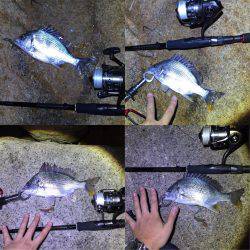 出た！淀川チヌ年なし！