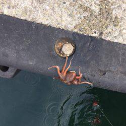 オクトパッシング