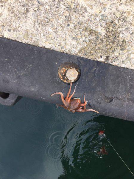 オクトパッシング