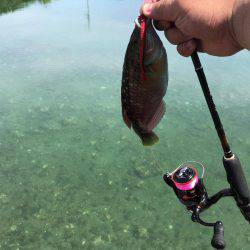 アジングパラダイスのポテンシャル