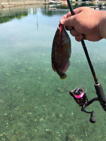 アジングパラダイスのポテンシャル