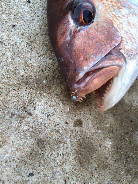 アジングで真鯛