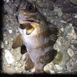 爆風メバリング