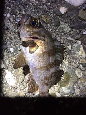 爆風メバリング