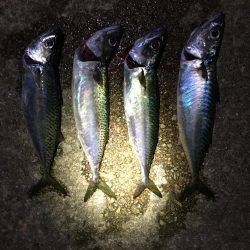 サバの回遊あり！