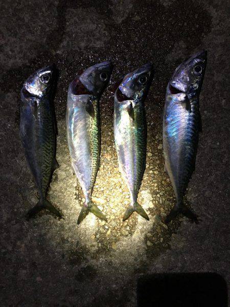 サバの回遊あり！