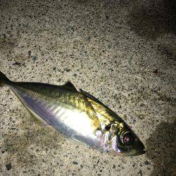 メバル(｡-∀-｡)