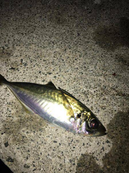 メバル(｡-∀-｡)