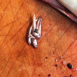 太刀魚からの〜ツバスリベンジ！