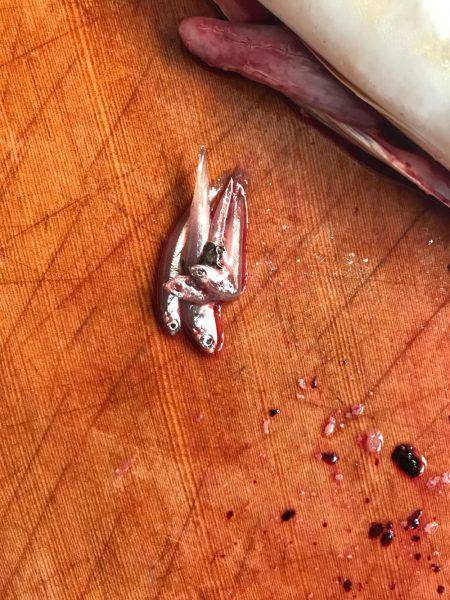 太刀魚からの〜ツバスリベンジ！