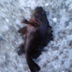 垂水漁港でガシリング！！