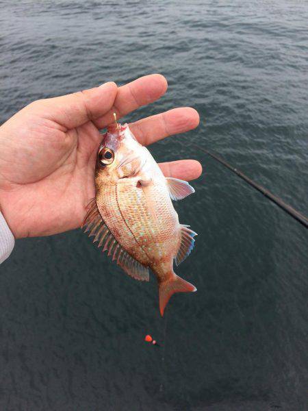 海の日凱旋ならず。