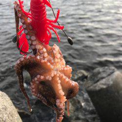 蛸、たこ、タコ！