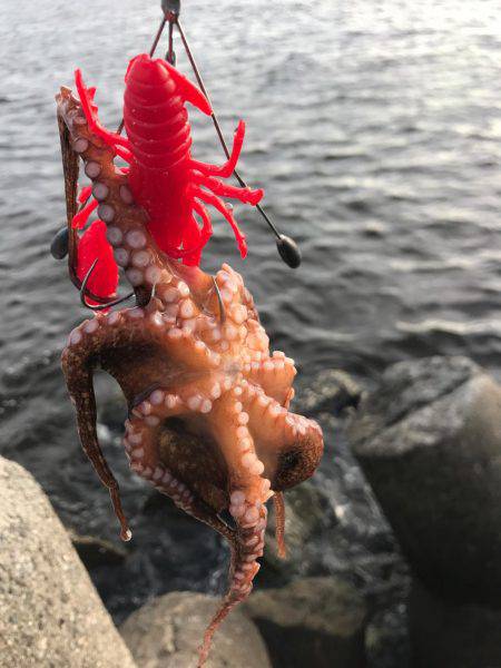 蛸、たこ、タコ！