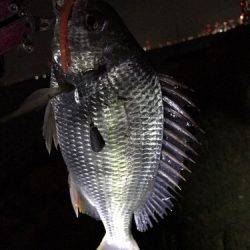 まだまだ釣れてます！