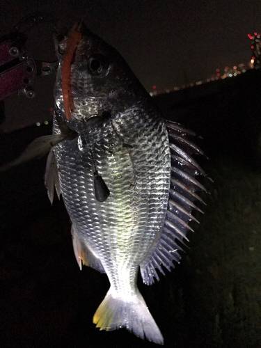 まだまだ釣れてます！