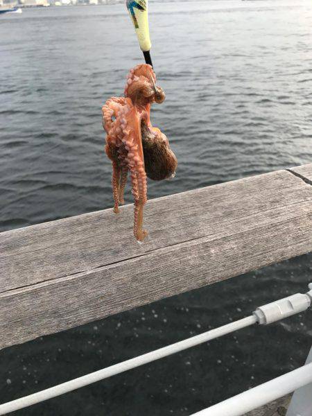 出勤前のタコ活