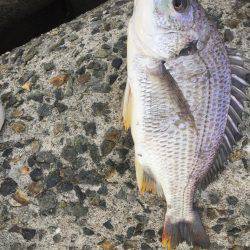 シーバスのはずが(T . T)