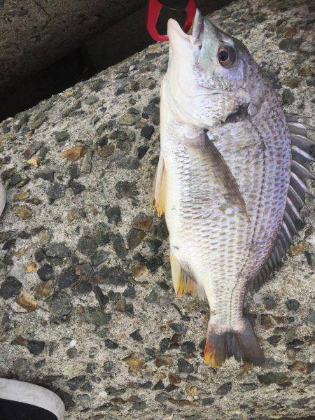 シーバスのはずが(T . T)