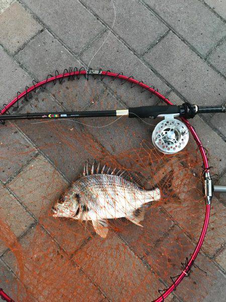 クロダイ、フッコ！