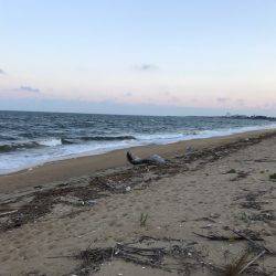 夕まずめから楠サーフ