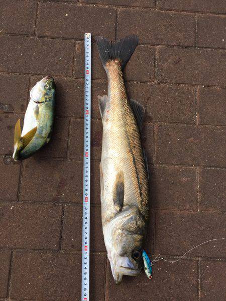 ポートアイランドでツーバスとシーバス!