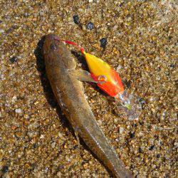 鯊クランクベイト(笑)。